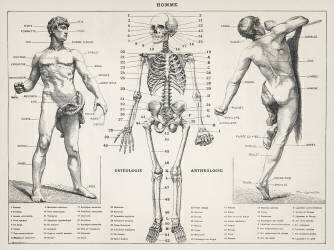 Une illustration ancienne du corps humain (Larousse) - Muzeo.com