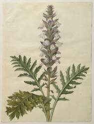 Acanthus mollis de l'album Gottorfer Codex (Hans Simon Holtzbecker) - Muzeo.com