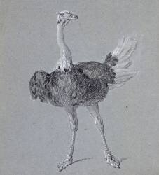 Autruche marchant, de face (Jean-Baptiste Oudry) - Muzeo.com