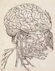 Cerveau, cervelet et nerfs crâniens de l'homme vus de côté (Charles Le Brun) - Muzeo.com