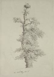 Chêne ancien avec nid de cigogne (Caspar David Friedrich) - Muzeo.com
