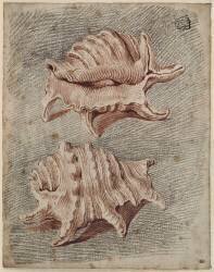 Deux coquillages (Antoine Watteau) - Muzeo.com