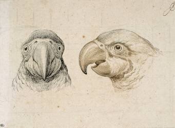 Deux têtes de perroquets (Charles Le Brun) - Muzeo.com