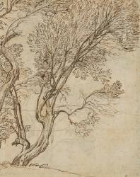 Etude de deux arbres grêles (Claude Gellée) - Muzeo.com
