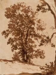 Etude de paysage : étude d'arbres (Nicolas Poussin) - Muzeo.com
