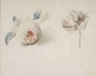 Etude de rose (Pierre Joseph Redouté) - Muzeo.com