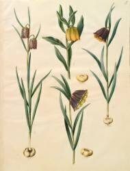 Fritilleria meleagris de l'album Gottorfer Codex (Hans Simon Holtzbecker) - Muzeo.com
