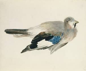 Geai (Joseph Mallord William Turner) - Muzeo.com