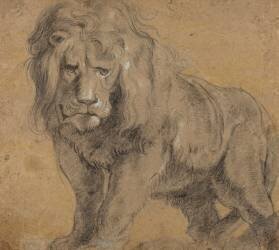 Lion (Pierre Paul Rubens) - Muzeo.com
