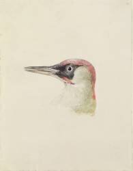 Pivert (Joseph Mallord William Turner) - Muzeo.com