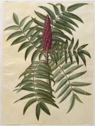 Rhus typhina de l'album Gottorfer Codex (Hans Simon Holtzbecker) - Muzeo.com
