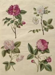 Rosa gallica de l'album Gottorfer Codex (Hans Simon Holtzbecker) - Muzeo.com
