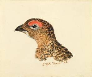 Tête de grouse (Joseph Mallord William Turner) - Muzeo.com