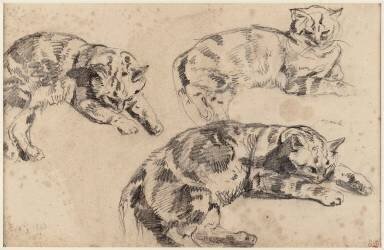 Trois études de chats allongés, la tête vers la droite (Eugène Delacroix) - Muzeo.com