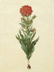 Tulipa gesneriana de l'album Gottorfer Codex (Hans Simon Holtzbecker) - Muzeo.com