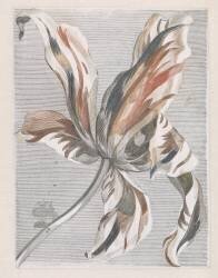 Tulipe (anonyme) - Muzeo.com