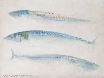 Une esquisse de trois maquereaux (Joseph Mallord William Turner) - Muzeo.com