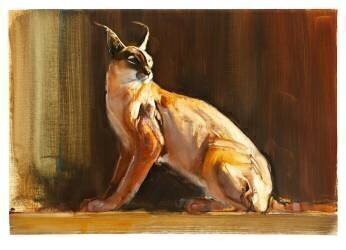 Arabian Caracal (Mark Adlington) - Muzeo.com