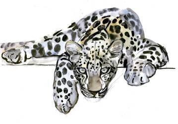 Arabian Leopard (Mark Adlington) - Muzeo.com