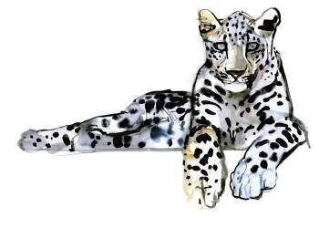 Arabian Leopard (Mark Adlington) - Muzeo.com
