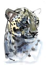 Arabian Leopard (Mark Adlington) - Muzeo.com