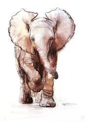 Baby Elephant (Mark Adlington) - Muzeo.com