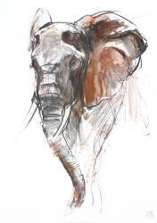 Beautiful Female Elephant (Mark Adlington) - Muzeo.com