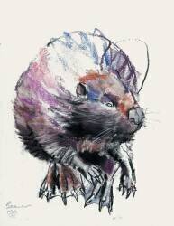 Beaver (Mark Adlington) - Muzeo.com