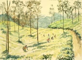 Cueilleurs de thé près d'Ella (Wilson Clive) - Muzeo.com