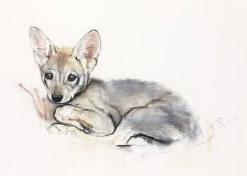 Curled Arabian Wolf Pup (Mark Adlington) - Muzeo.com