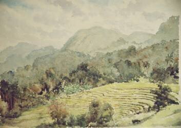 Elkaduwa (Wilson Clive) - Muzeo.com