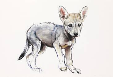 Hesitating Arabian Wolf Pup (Mark Adlington) - Muzeo.com