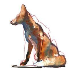 Pyramid fox (Mark Adlington) - Muzeo.com