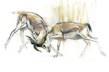 Sand Gazelles (Mark Adlington) - Muzeo.com