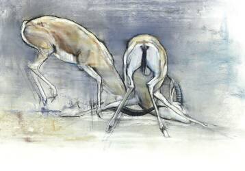 Sand Gazelles (Mark Adlington) - Muzeo.com
