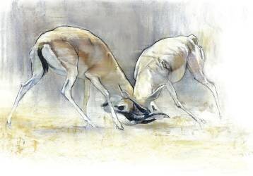 Sand Gazelles (Mark Adlington) - Muzeo.com