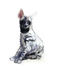 Striped Hyaena Pup (Mark Adlington) - Muzeo.com