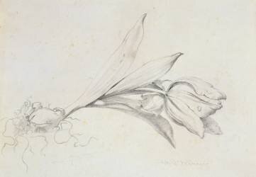 Tulipe (Albert Williams) - Muzeo.com