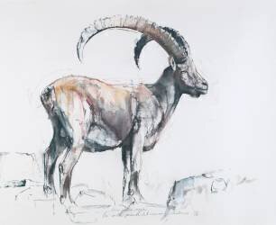 Venerando Stambecco (Mark Adlington) - Muzeo.com