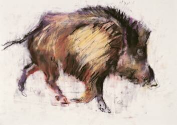 Wild Boar Trotting (Mark Adlington) - Muzeo.com