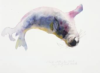 Young grey seal (Mark Adlington) - Muzeo.com