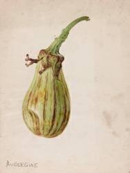 Aubergine - Solanum melongena (Emile Gallé) - Muzeo.com