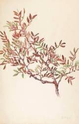 Branche de lentisque (Emile Gallé) - Muzeo.com
