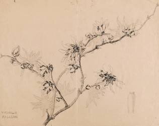 Branche de magnolia en fleurs pour un vase haut à collerette (Emile Gallé) - Muzeo.com