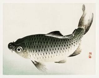 Carpe (Kono Barei) - Muzeo.com