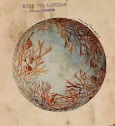 Décor circulaire de coraux, coquillages et poissons (anonyme) - Muzeo.com