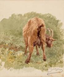 Etude de chèvre (Rosa Bonheur) - Muzeo.com