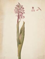Etude d'orchidée (Emile Gallé) - Muzeo.com