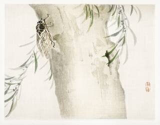 Insecte (Kono Barei) - Muzeo.com