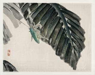 Insecte sur une feuille (Kono Barei) - Muzeo.com